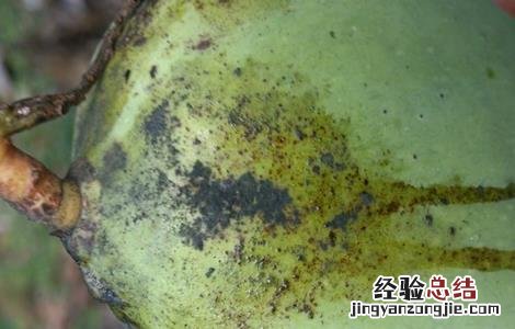 芒果烂果原因及防治方法 芒果烂果原因及防治方法图片