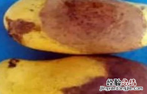 芒果烂果原因及防治方法 芒果烂果原因及防治方法图片