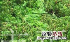茶叶什么时候修枝最好 茶叶什么季节修剪最合适