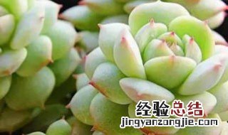 多肉的养殖方法和注意事项 多肉的养殖方法和注意事项浇水