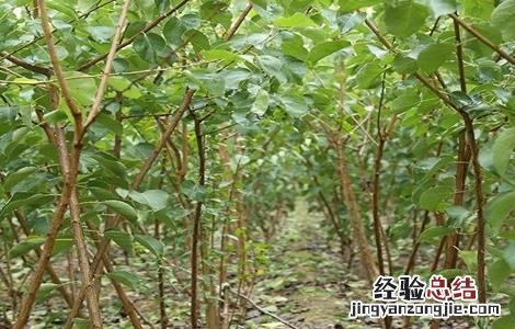 杏子栽培技术 杏子的栽培技术