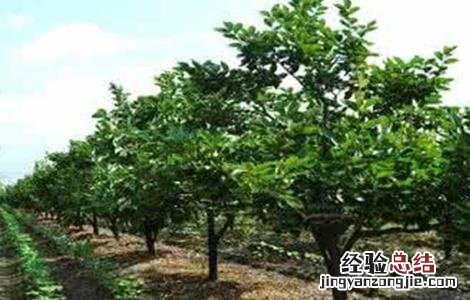 梨树套袋注意事项 梨树套作注意事项