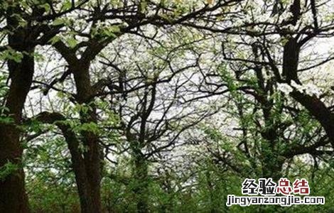 梨树套袋注意事项 梨树套作注意事项