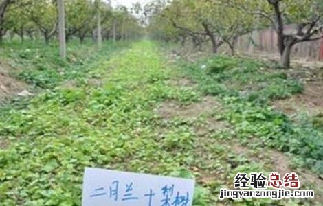 梨树套袋注意事项 梨树套作注意事项