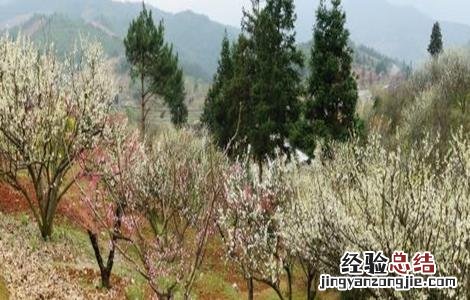 梨树套袋注意事项 梨树套作注意事项
