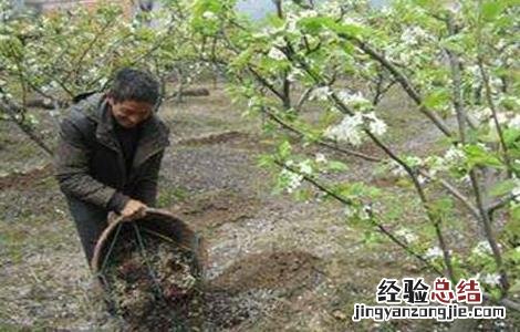 梨树套袋注意事项 梨树套作注意事项