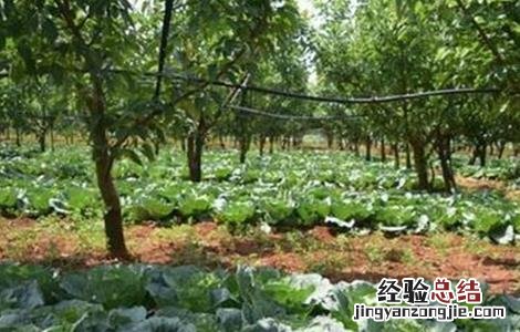 梨树套袋注意事项 梨树套作注意事项