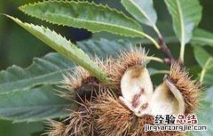 板栗空苞的原因及防治方法 如何降低板栗空苞率