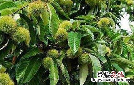 板栗空苞的原因及防治方法 如何降低板栗空苞率
