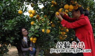 如何挑选优质脐橙 国产脐橙怎么挑