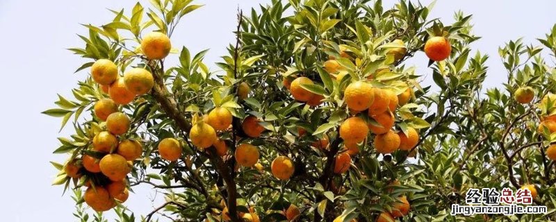 柑橘青苔什么时候打药好 柑桔青苔什么时候可以喷药
