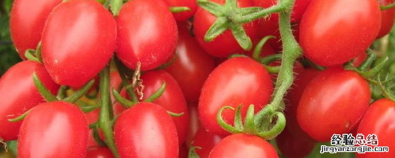 柿子枣的功效 柿子枣是什么东西