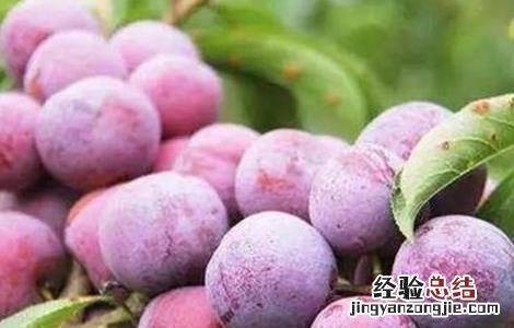 脆红李种植技术 脆红李适宜种植地区