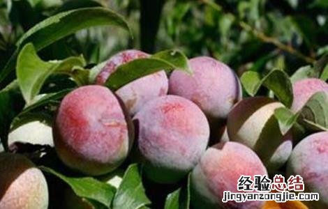脆红李种植技术 脆红李适宜种植地区