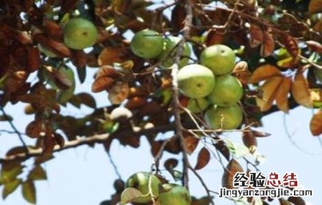 苹果种植业 星苹果种植技术