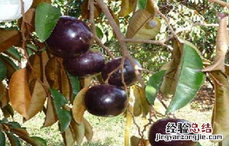 苹果种植业 星苹果种植技术