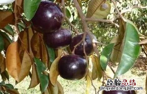 苹果种植业 星苹果种植技术