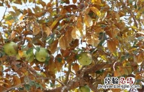 苹果种植业 星苹果种植技术