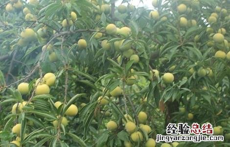 脆红李的栽培技术 脆红李栽培管理技术