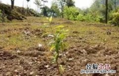 脆红李的栽培技术 脆红李栽培管理技术
