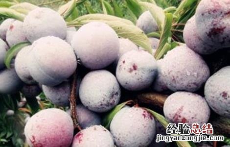 脆红李的栽培技术 脆红李栽培管理技术