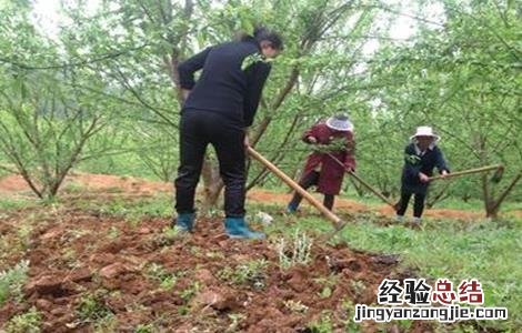 脆红李的栽培技术 脆红李栽培管理技术