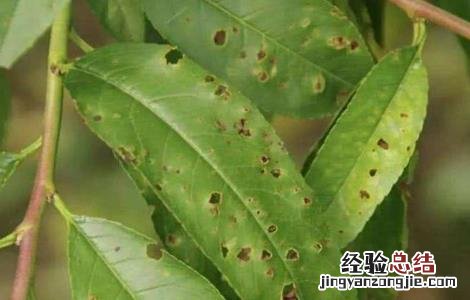 桃子细菌性穿孔病防治方法 桃子细菌性穿孔病防治方法视频