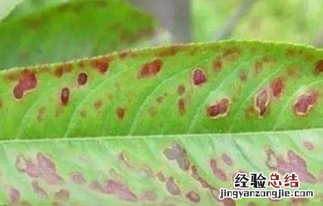 桃子细菌性穿孔病防治方法 桃子细菌性穿孔病防治方法视频