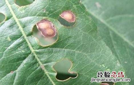 桃子细菌性穿孔病防治方法 桃子细菌性穿孔病防治方法视频