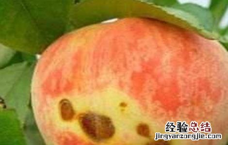 桃子细菌性穿孔病防治方法 桃子细菌性穿孔病防治方法视频