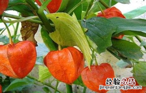 酸浆种植方法 酸浆果怎么种植