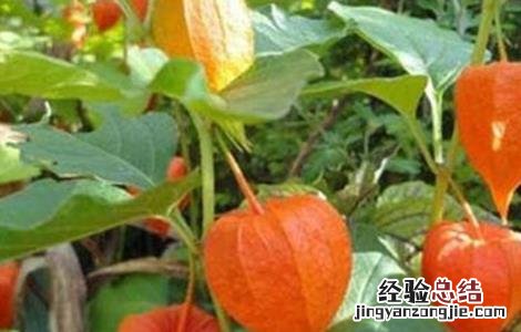 酸浆种植方法 酸浆果怎么种植