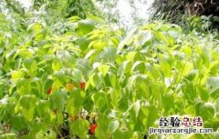 酸浆种植方法 酸浆果怎么种植