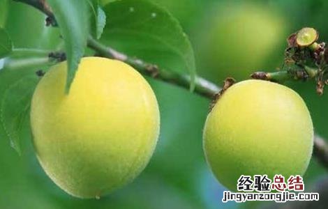 怎样预防桃子落果 怎么防止桃子落果