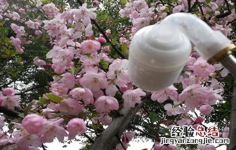 怎样预防桃子落果 怎么防止桃子落果