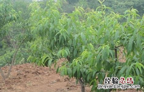 怎样预防桃子落果 怎么防止桃子落果