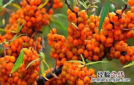 沙棘田间管理技术规范 沙棘田间管理技术