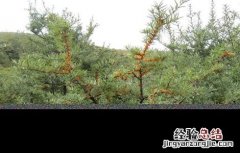 沙棘田间管理技术规范 沙棘田间管理技术