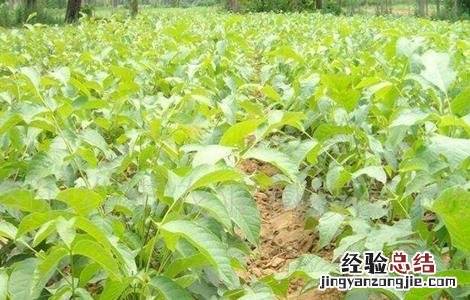 核桃的繁殖方法 核桃繁殖方法