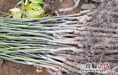 核桃的繁殖方法 核桃繁殖方法