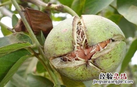 核桃的繁殖方法 核桃繁殖方法