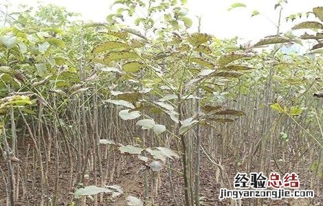 核桃的繁殖方法 核桃繁殖方法