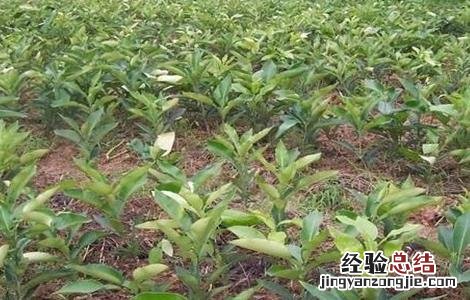 琯溪蜜柚的种植方法 琯溪蜜柚苗
