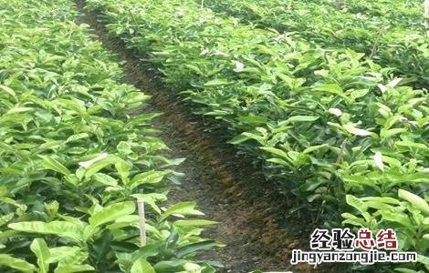 琯溪蜜柚的种植方法 琯溪蜜柚苗