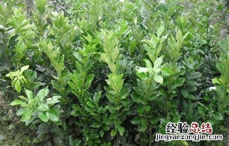 琯溪蜜柚的种植方法 琯溪蜜柚苗