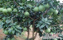 琯溪蜜柚的种植方法 琯溪蜜柚苗