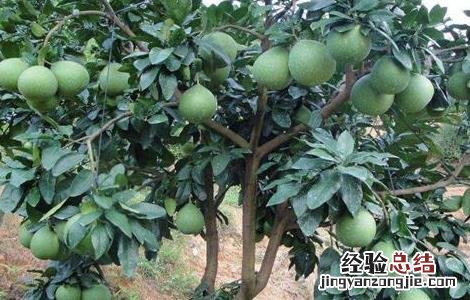 琯溪蜜柚的种植方法 琯溪蜜柚苗