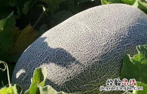 哈密瓜的种植条件是什么 哈密瓜的种植条件