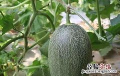 哈密瓜的种植条件是什么 哈密瓜的种植条件