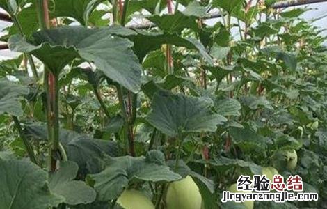 哈密瓜的种植条件是什么 哈密瓜的种植条件